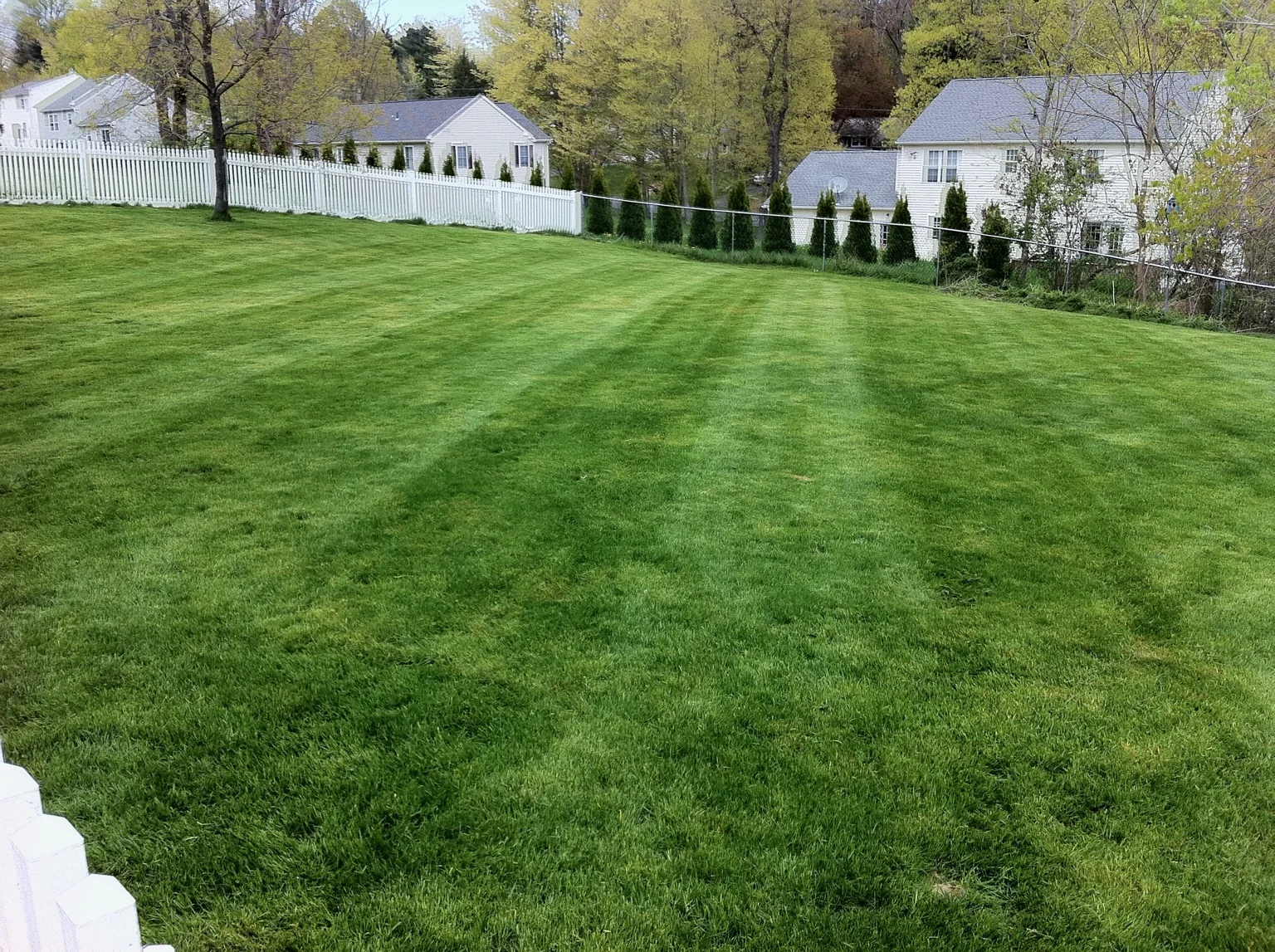 Freshly mowed large backyard with clean mowing lines